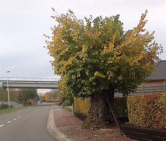 Eerst bijna dood, nu weer in leven - Neerpelt