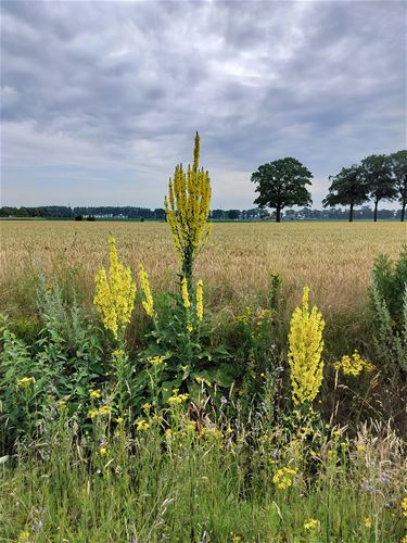 Bree - Teunisbloemen langs de weg