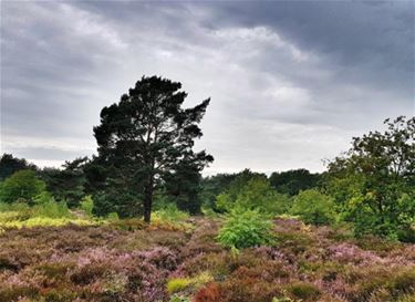 Tip voor trip: Wandelen in Gerheserheide - Leopoldsburg