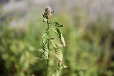 Tips voor een tuin in de hitte