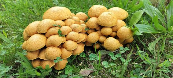 Toch nog paddenstoelen te vinden! - Peer