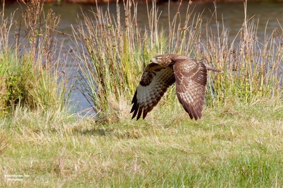 Toen de mist verdween en de buizerd verscheen - Hamont-Achel