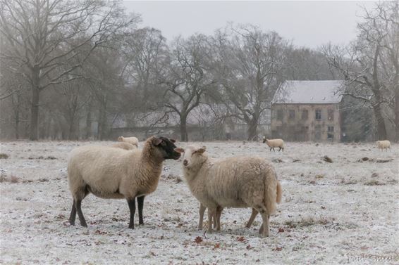 Toenaderingspoging in de sneeuw - Pelt