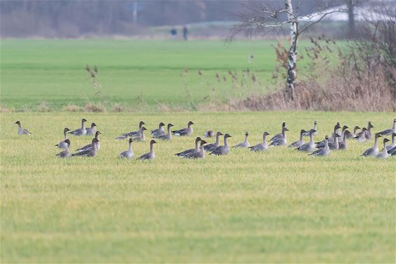 Toendrarietganzen in onze stad - Lommel