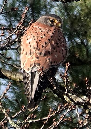 Torenvalk in de zon - Beringen