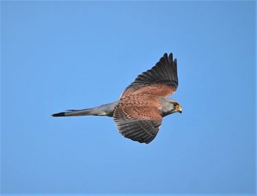 Torenvalk op mijnterril - Beringen