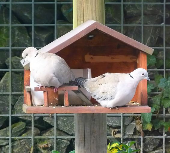 Tortelduifjes, of Turkse tortels? - Peer