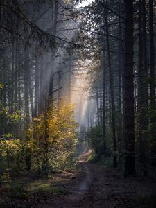 Trek erop uit in onze bossen - Lommel