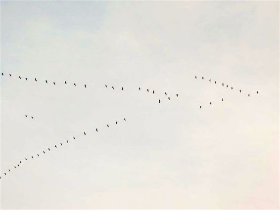 Trek van de kraanvogels is begonnen - Hechtel-Eksel