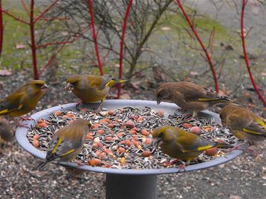 Trekvogels keren al terug - Hechtel-Eksel