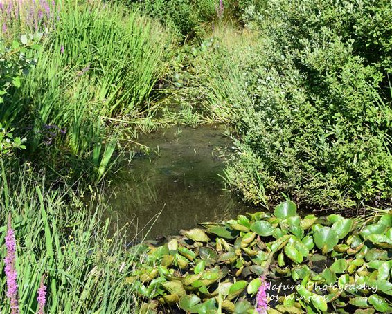 Troost in de natuur bij de begraafplaats - Hechtel-Eksel