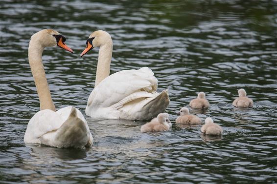 Trotse ouders met kroost - Beringen