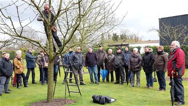 Tuinhier Lommel leert snoeien - Lommel