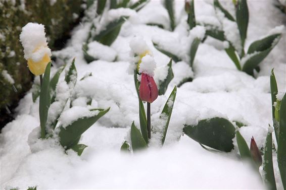 Tulpen met een wit hoedje - Hamont-Achel