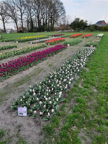 Tulpen plukken op de Schaapsdijk - Pelt