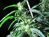 Twee cannabisplantages aangetroffen - Meeuwen-Gruitrode