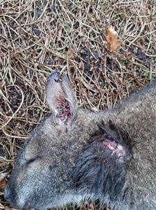 Twee kangoeroes gedood in Paal - Beringen