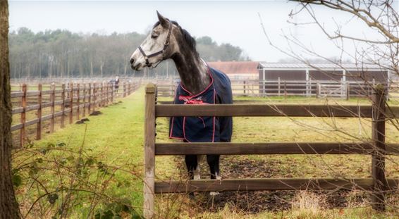 Tweemaal paarden - Lommel