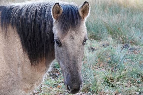 Twee nieuwe konikpaarden in het Hageven - Pelt