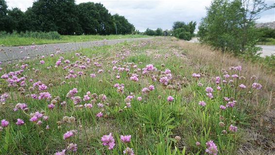 Typisch op onze droge zandgrond - Lommel