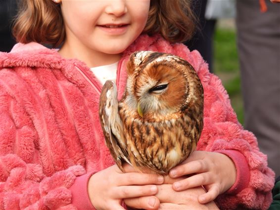 Uilen en roofvogels vliegen de vrije wereld in - Oudsbergen