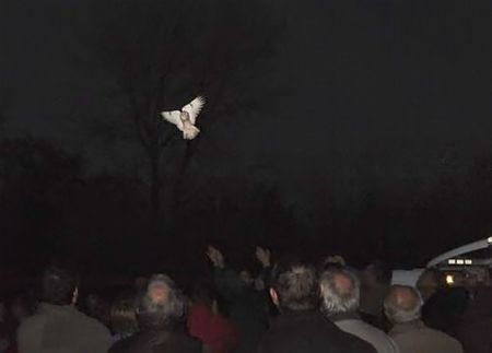 Uiltjes vrijgelaten aan De Wulp - Neerpelt