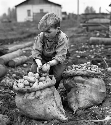 Uit de oude doos: aardappelen rapen - Oudsbergen