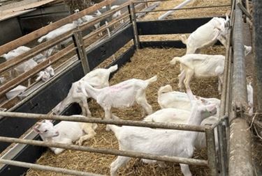 Uitstap naar Karditsel - Beringen