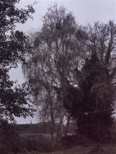 Update over bestrijding hoornaarsnesten - Bocholt