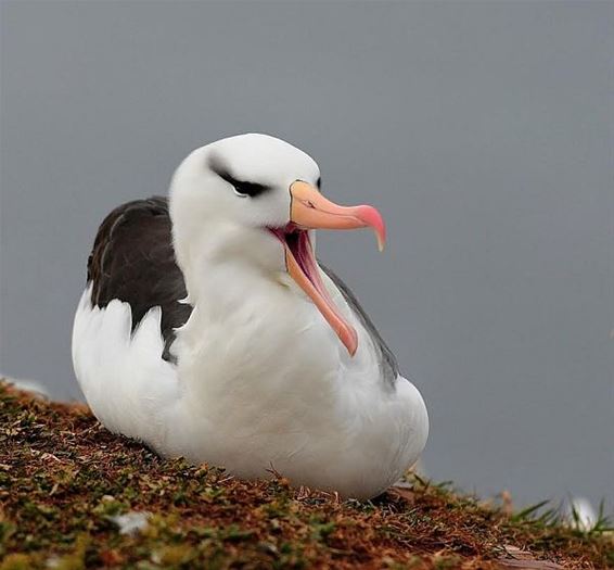 Vakantiegroeten uit... Helgoland - Overpelt