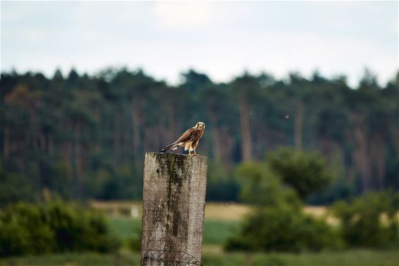 Valk in rust - Lommel