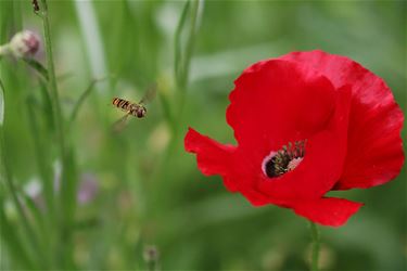 Van bloemen en bijtjes - Beringen