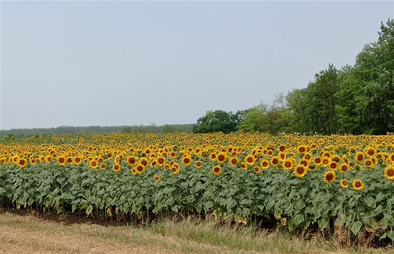 Van de Grote Heide naar Kiskunfélegyháza - Pelt