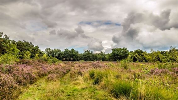 Van een landschapsschilder - Overpelt