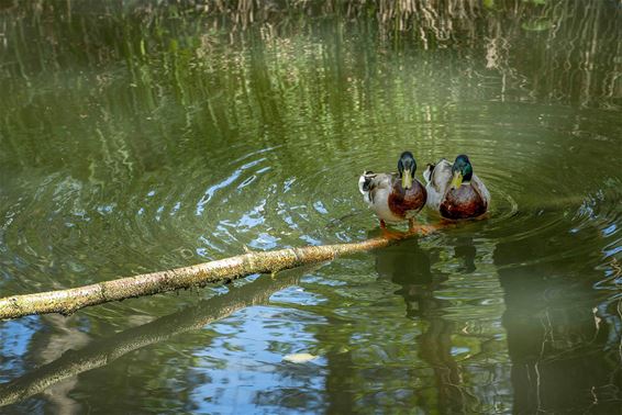 Van eenden en schapen - Lommel