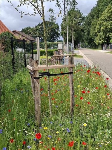 Van grijze berm naar groene bloemenstrook - Oudsbergen