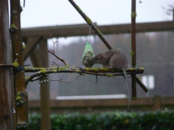 Van mus naar muis - Neerpelt