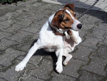 Van wie is deze hond? - Neerpelt