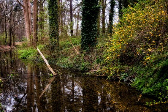 Vandaag aan de Blauwe Kei - Lommel