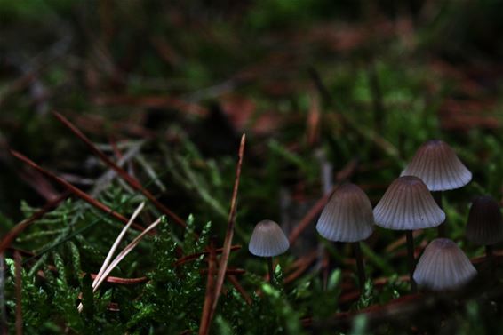 Vandaag begint de herfst - Lommel