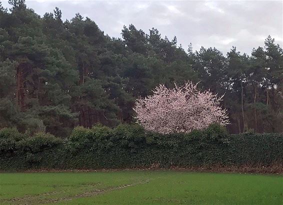 Vandaag begint de lente - Neerpelt