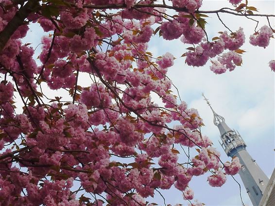 Vandaag begint de lente - Hamont-Achel