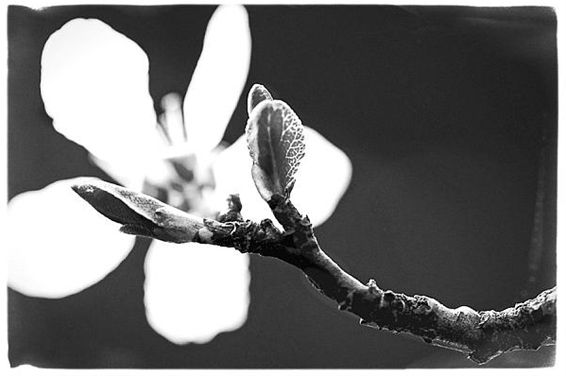 Vandaag begint de lente! - Meeuwen-Gruitrode