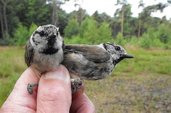 Vandaag begon de vogeltrek - Hechtel-Eksel