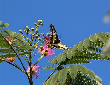 'Vandaag bij ons in de tuin' - Neerpelt