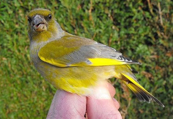 Vandaag geringd: een groenling - Hechtel-Eksel