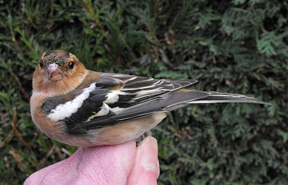 Vandaag geringd: een vink - Hechtel-Eksel