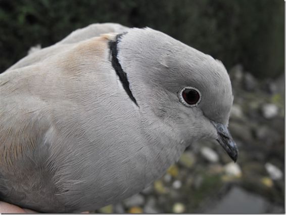 Vandaag geringd: Turkse tortel - Hechtel-Eksel