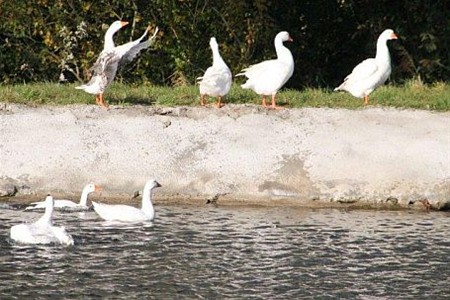 Vandaag gezien... - Neerpelt