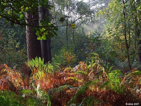 Vandaag gezien - Hamont-Achel